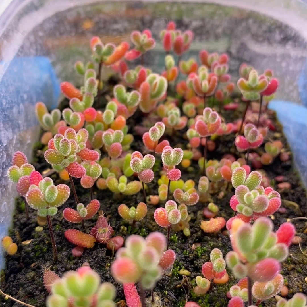 401混合切糕。