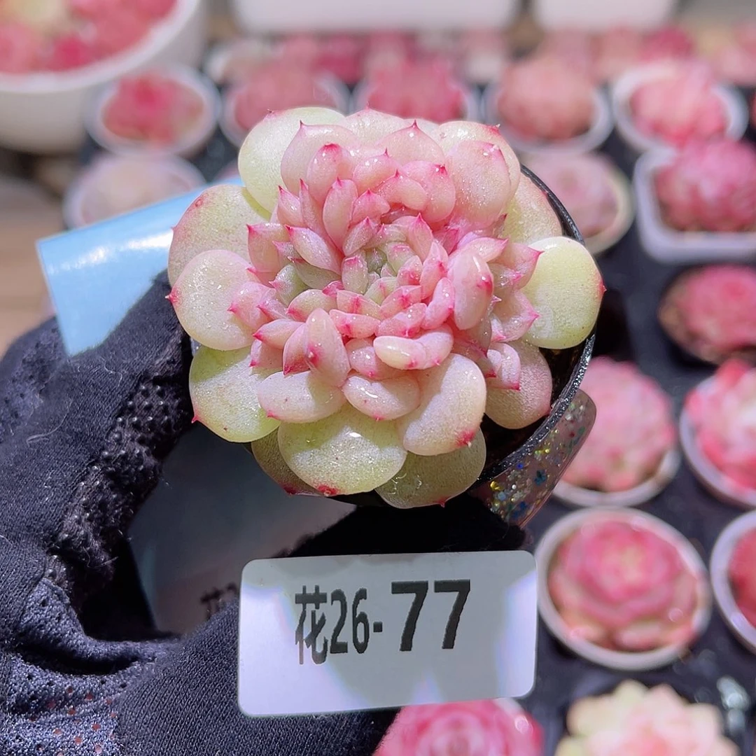 花利美26-77新麦秆