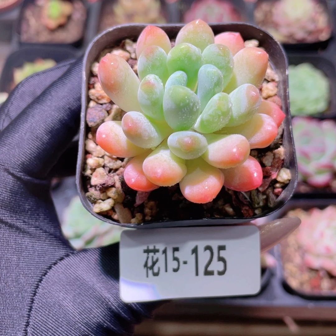 花利美15-125灯美人