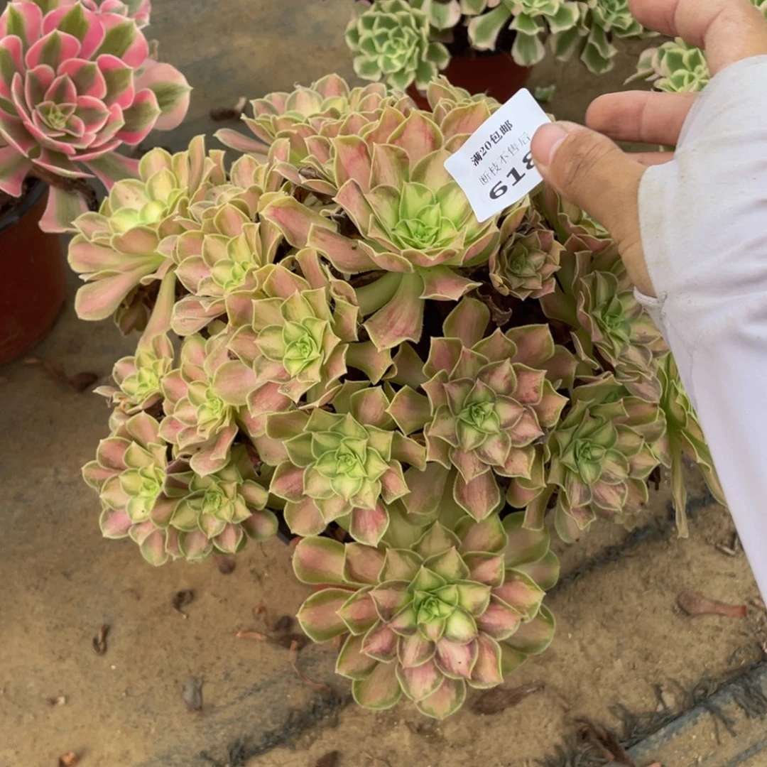 618韶华法师多肉断枝不包