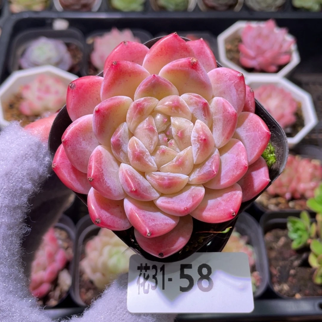 花利美31-58秘境冰魄
