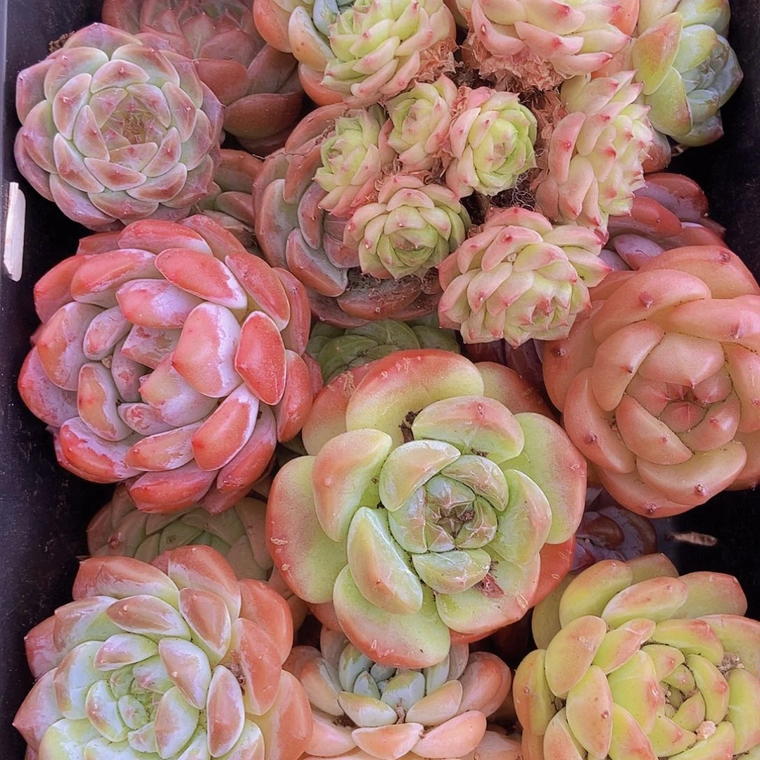 0000002量拍保底20颗，大