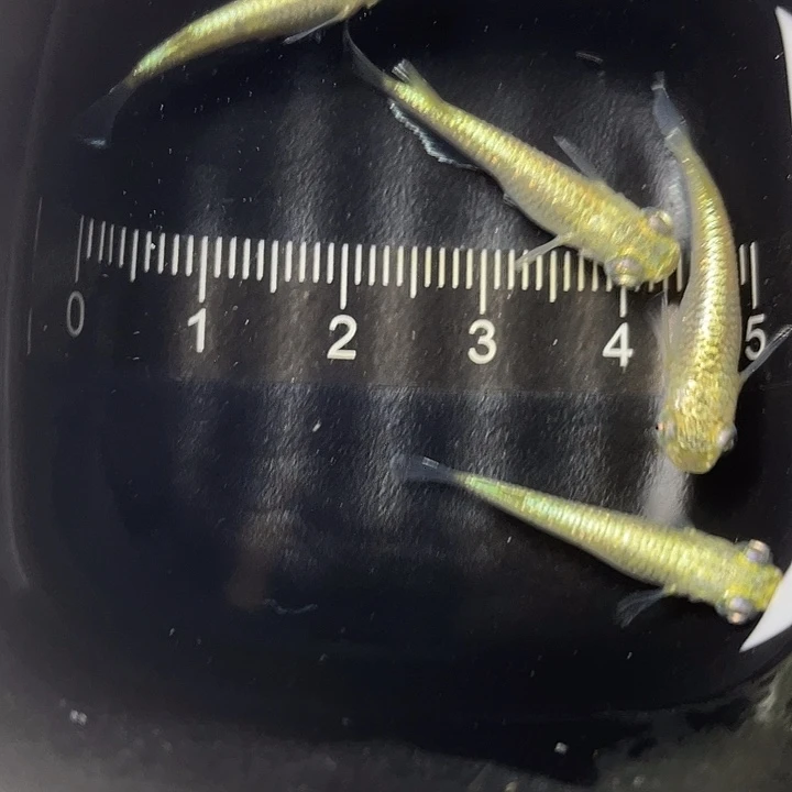 青鳉鱼加百列两对，