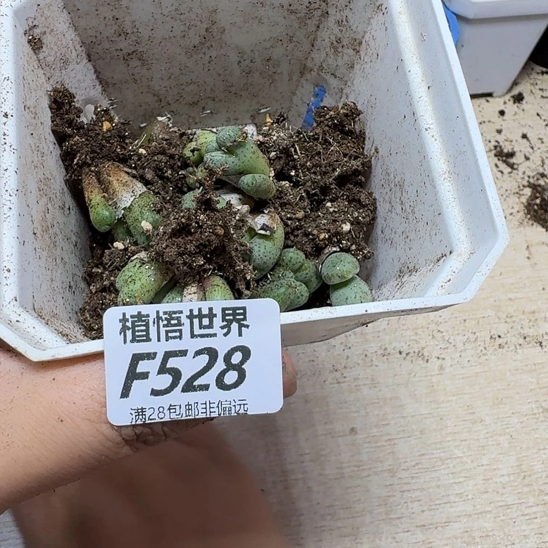多肉植物的啊方便您