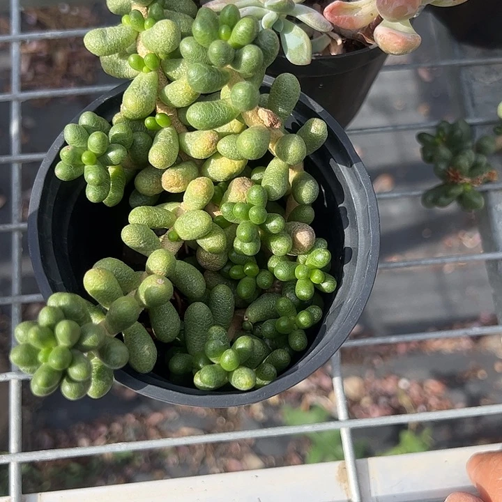 绿龟之卵多肉植物