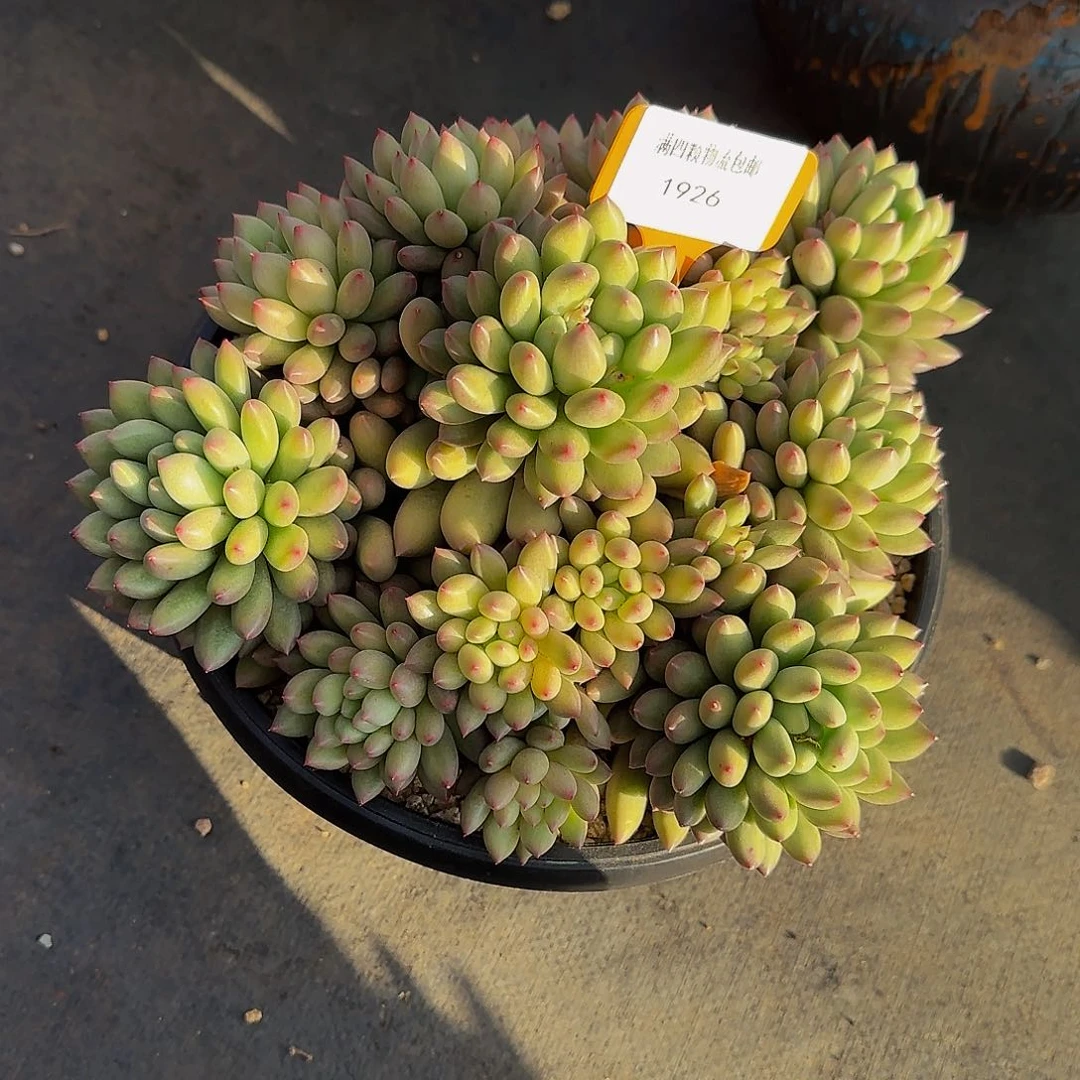 妞*他哈怕他他爸爸