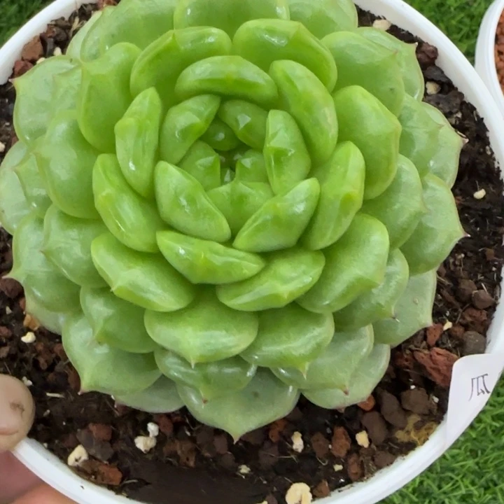 灯泡珍妮多肉植物的，现在