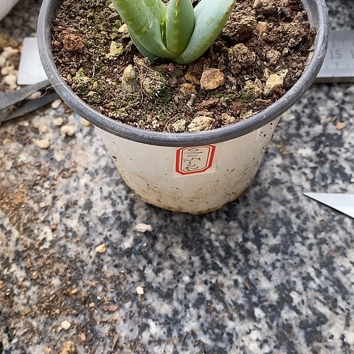 晴***）完美主义者勿拍雪女010502