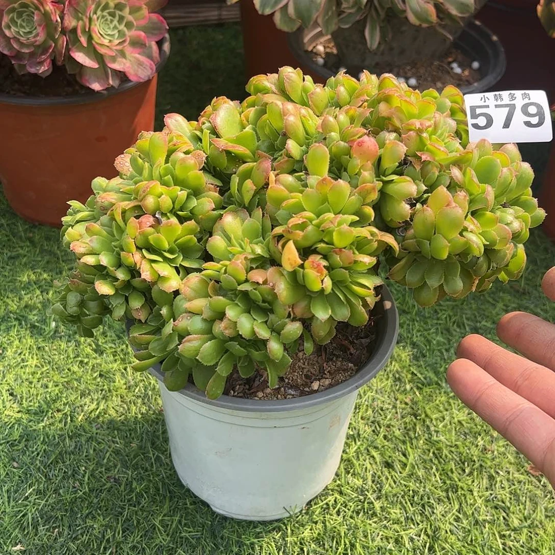 579小叶香炉盘一颗