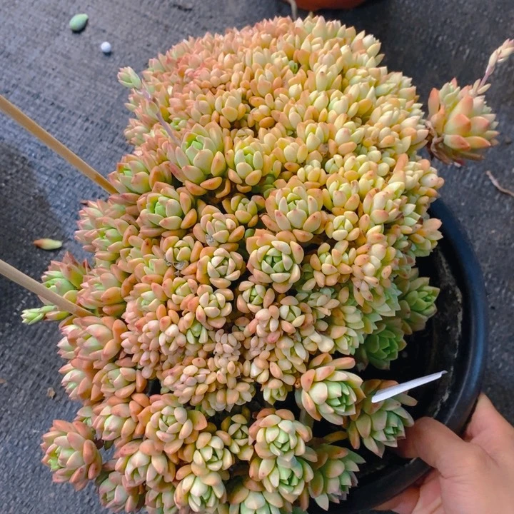 夏悦多肉 0220-148马库斯缀