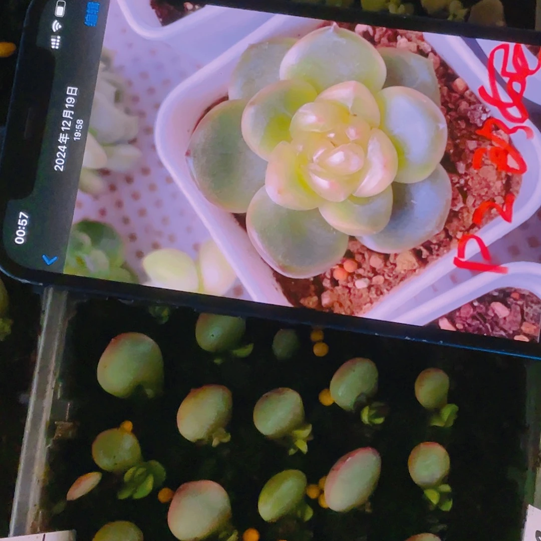 P z珍妮芝麻苗一个满25包邮