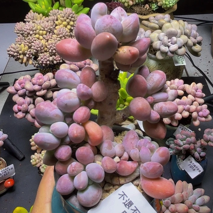 汤圆树048/8cm多肉