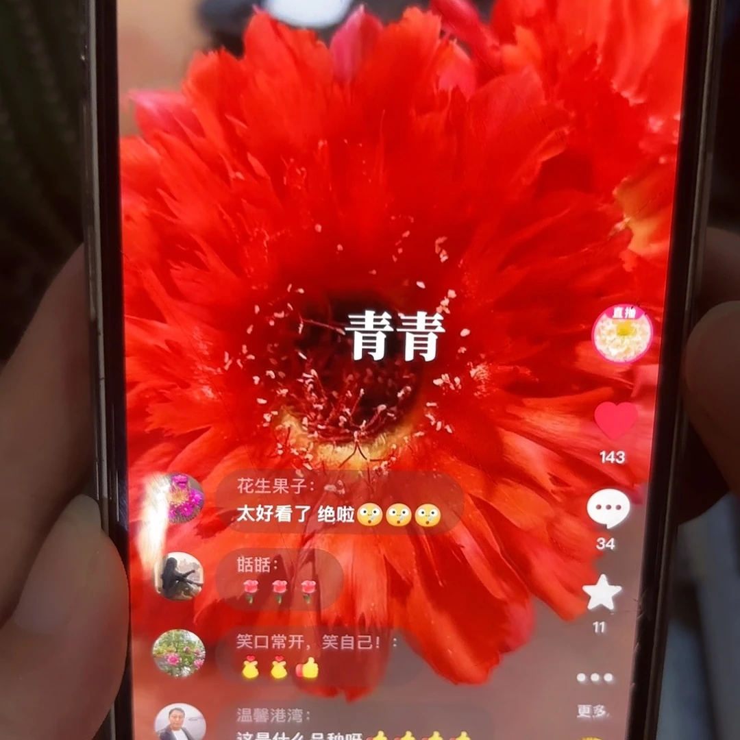 彩草18号5.5-6公分侧牙