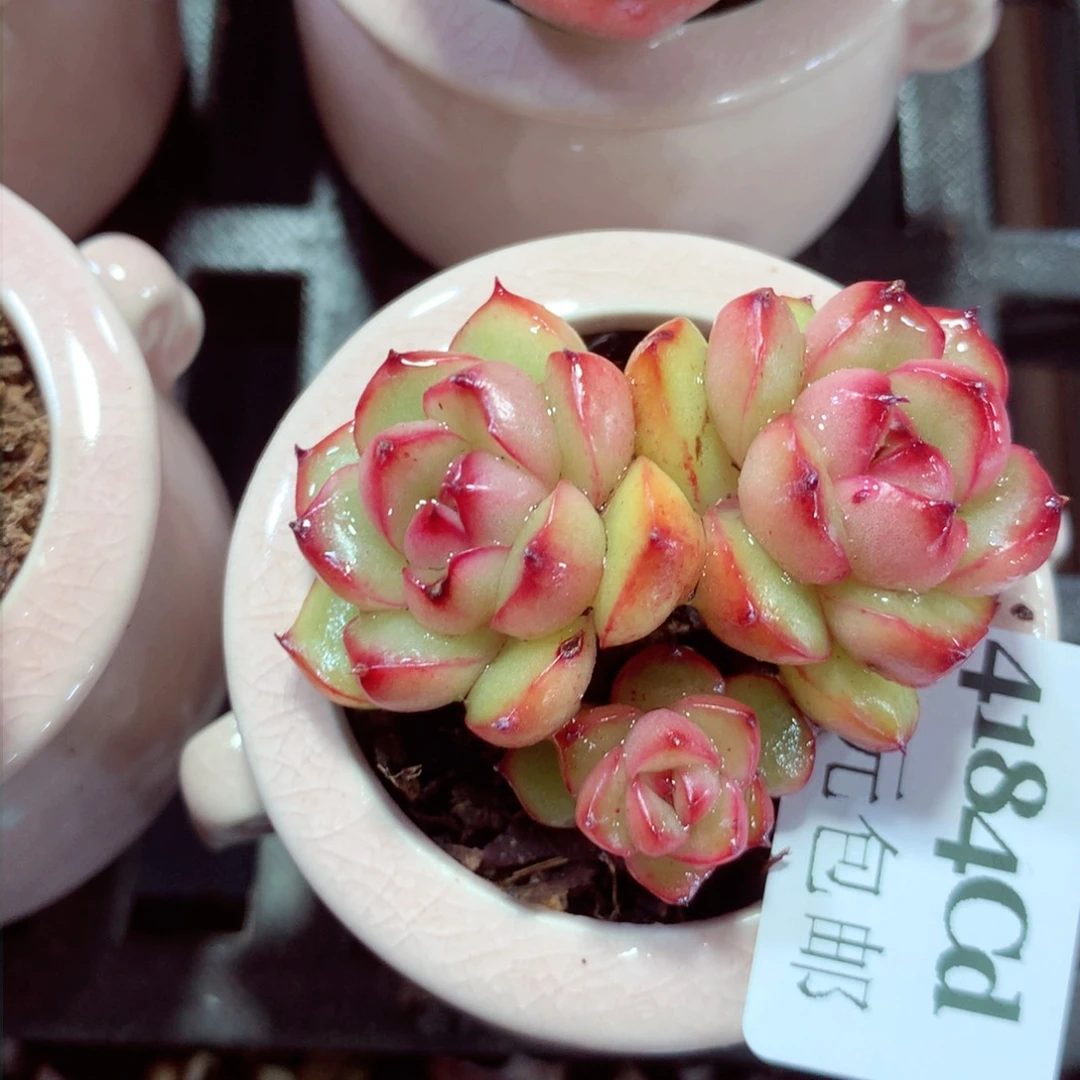 5厘米盆精控多肉4184