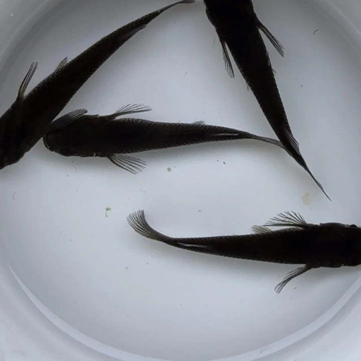 青鳉鱼大蛇15号青鳉