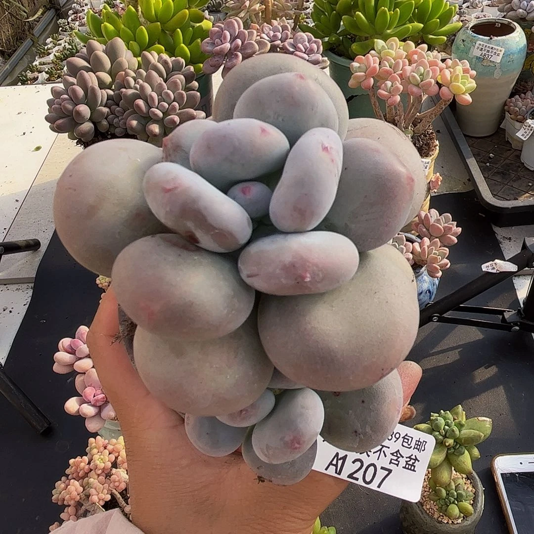 黄金大叶奶酪207/6cn