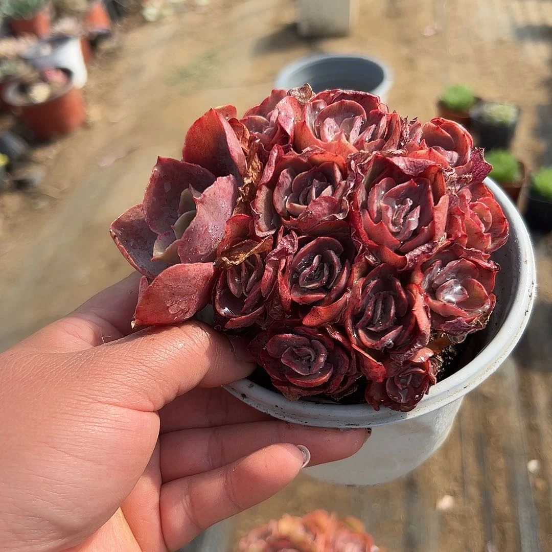 多肉植物小叶秀妍群