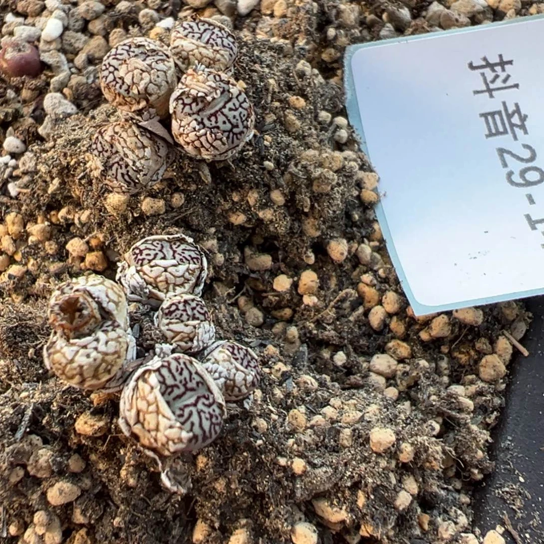 29-148肉锥多肉植物