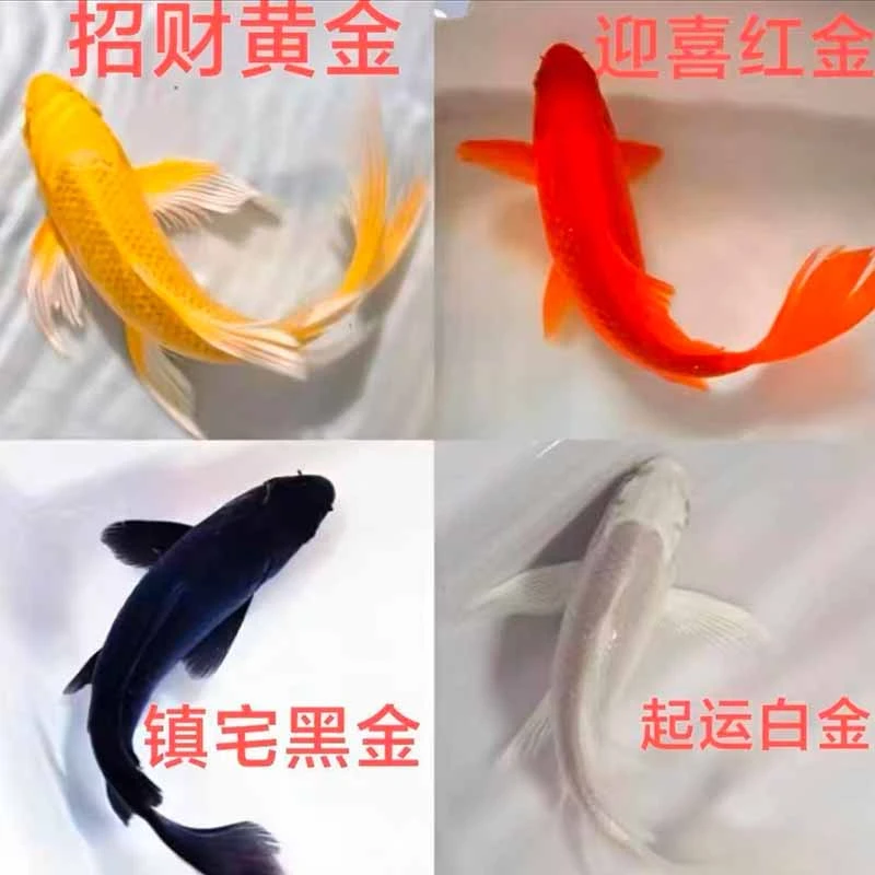 金鱼锦鲤草金鱼小金鱼观赏鱼活鱼活体金鱼好养易活冷水鱼不加温