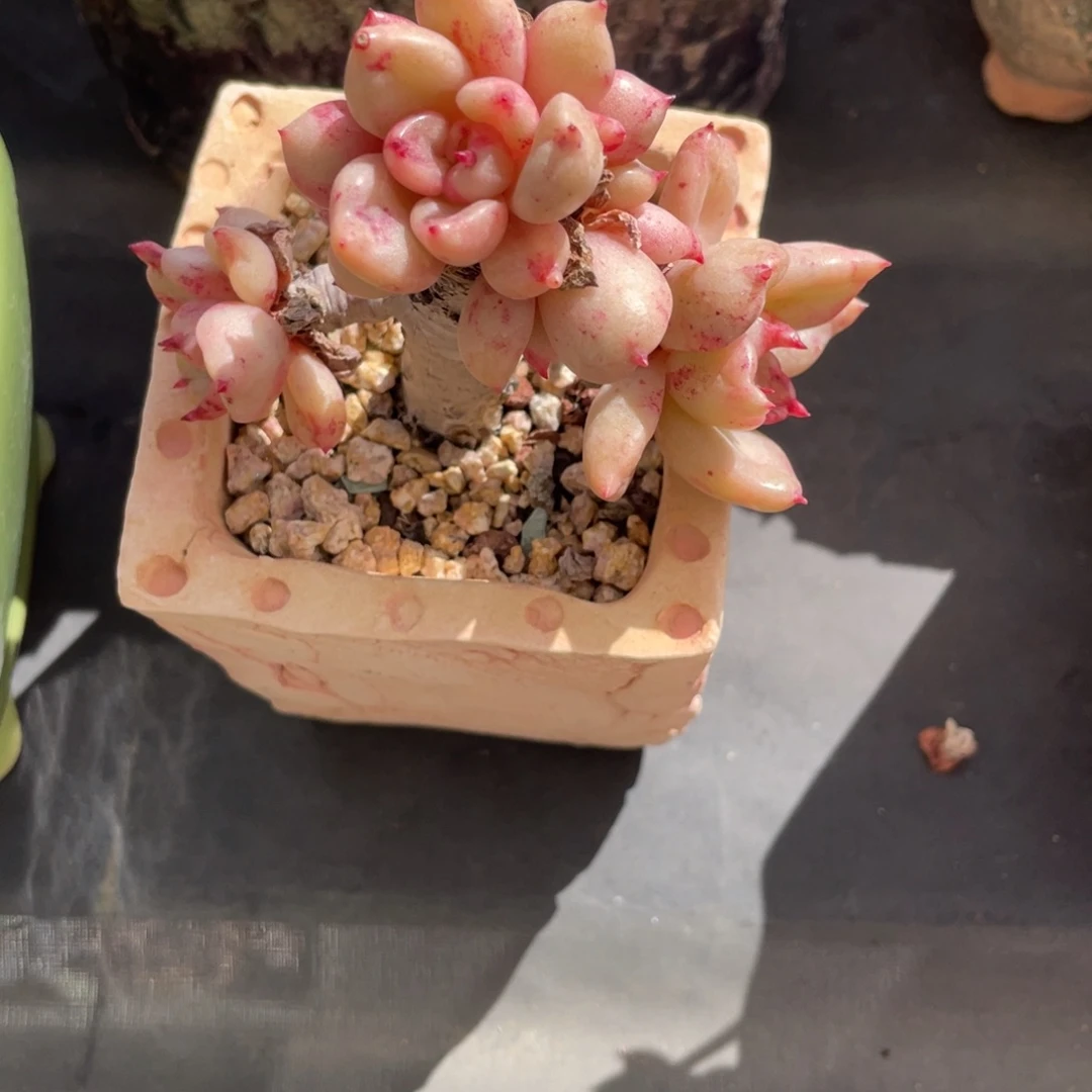 奶油鳄梨老桩石化