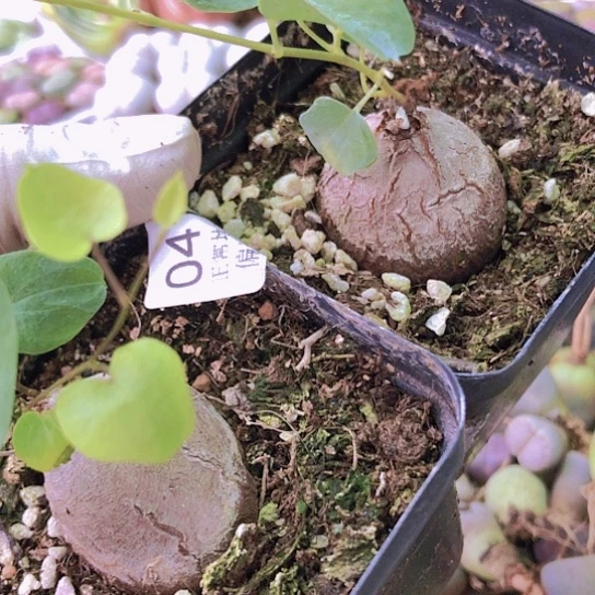 无花朵0419，3-3.5厘米两颗异形龟甲龙