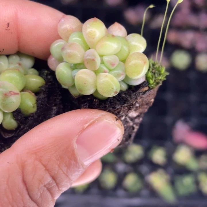 绿豆奶群随机发满18包邮