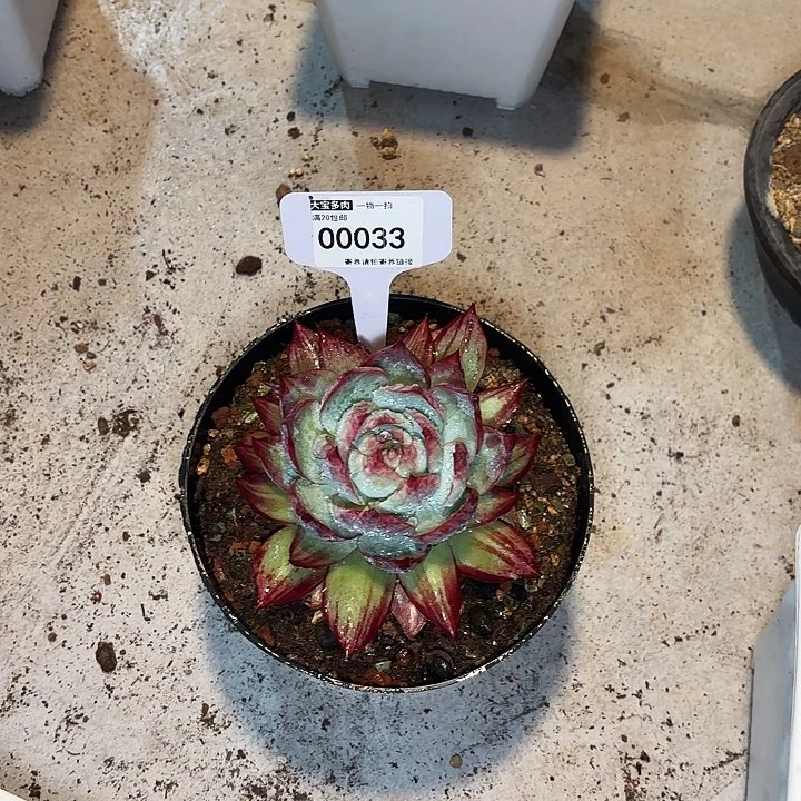 嶷****）惊鸿一物一拍00033