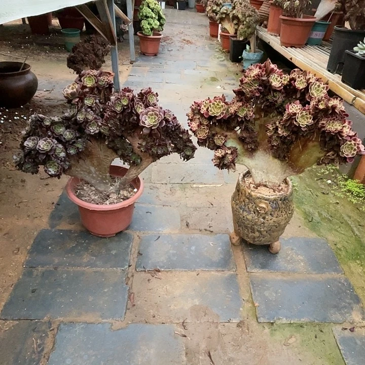 【闪购商品】全部花朵欧嘉莉+美杜莎