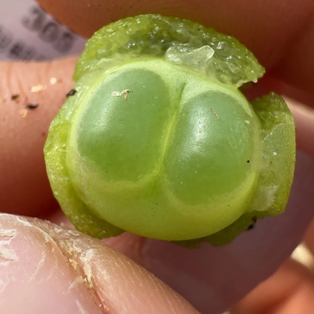 火*星365拉拉四年5558858000