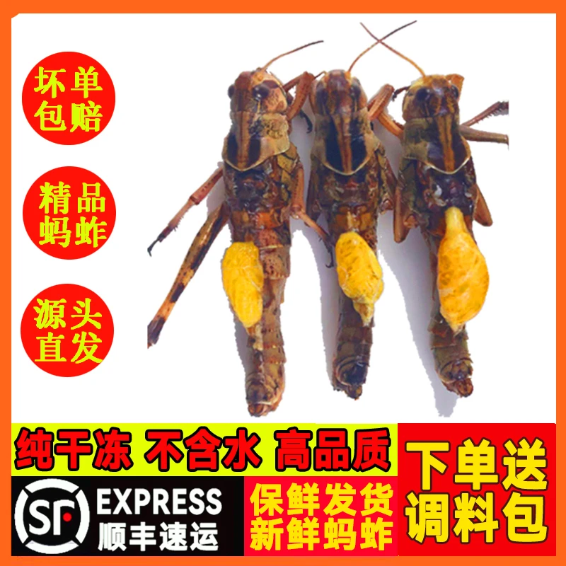 干冻蚂蚱蚱蜢新鲜活速冻冷冻蝗虫食用高蛋白昆虫纯母去翅带籽油炸