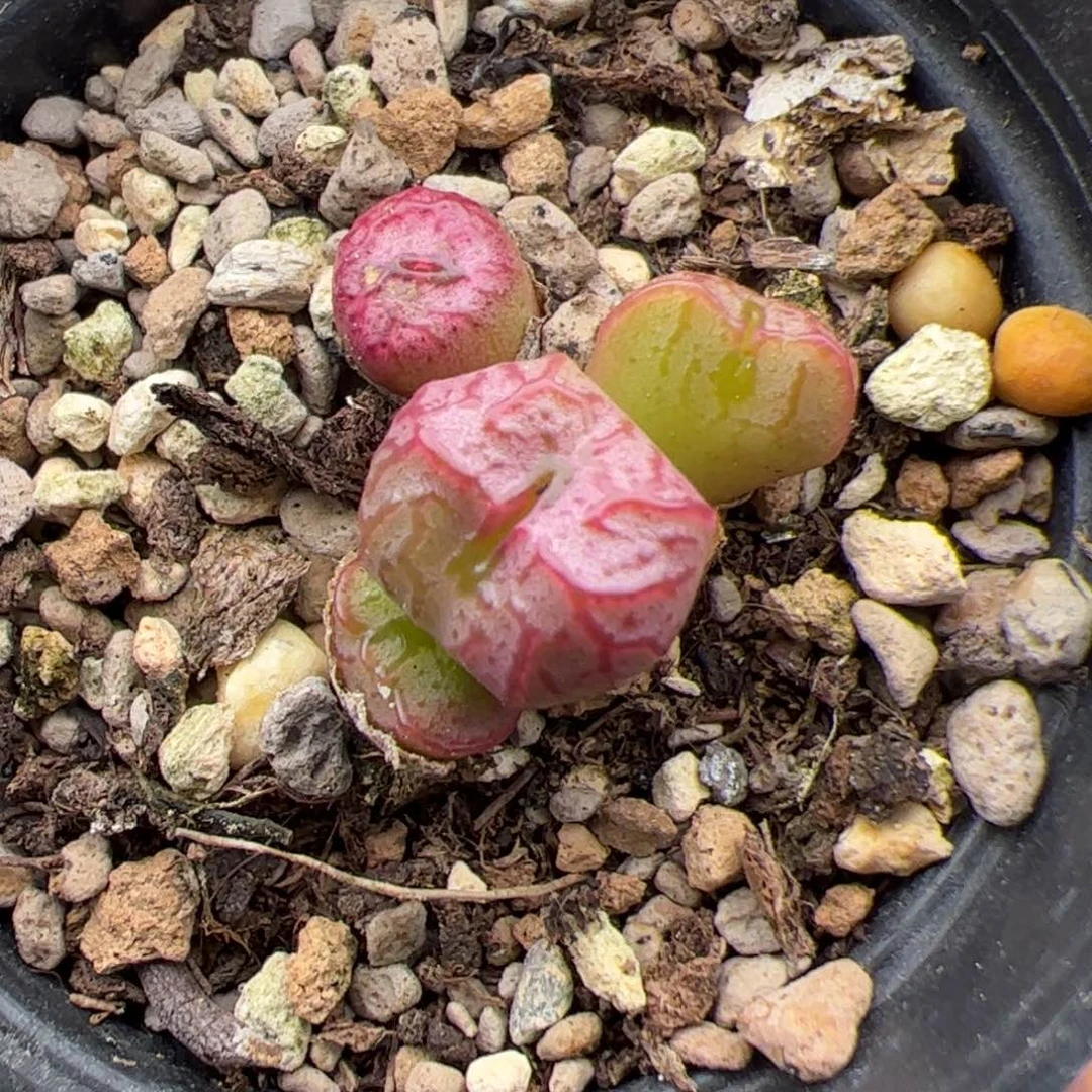 ✨*✨0313号铜壶杂 多肉植物