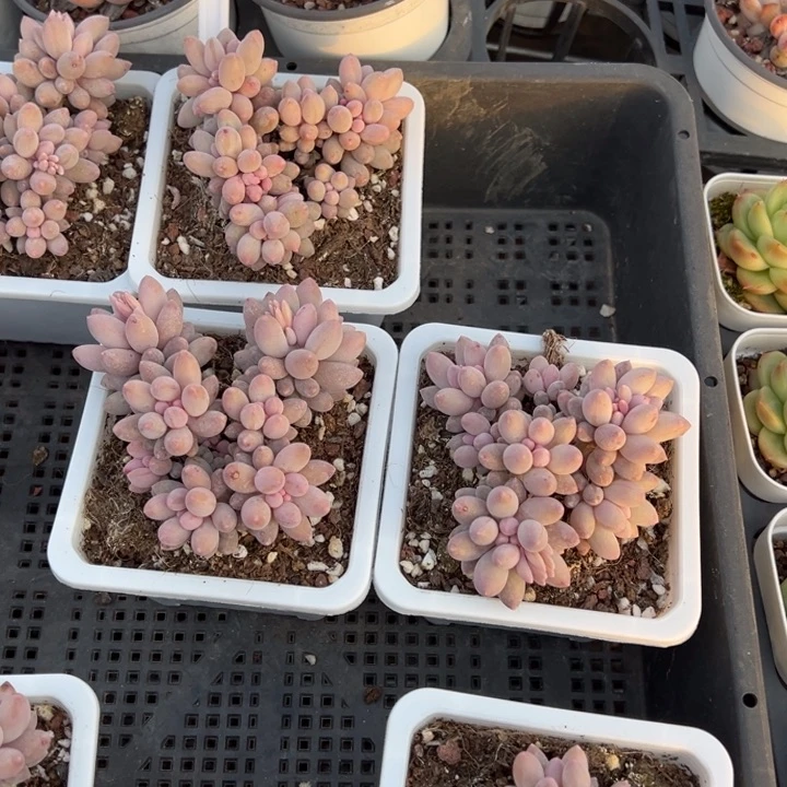 婴儿手指群一颗8cm 量拍多肉满20包邮初7发货