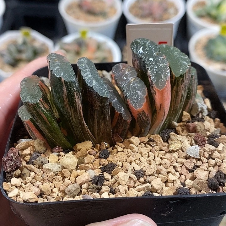 495赤斑玉扇锦一物一拍