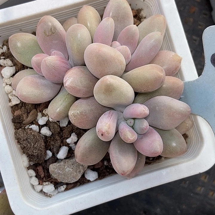 多肉植物原始虞美人6079