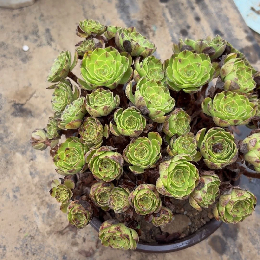 804多肉植物捧花的时候