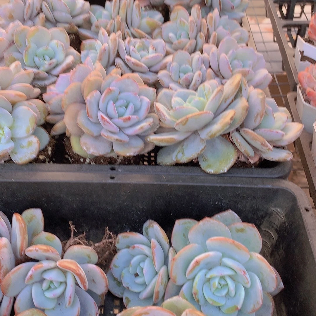 双头韩奶茶3467789990000