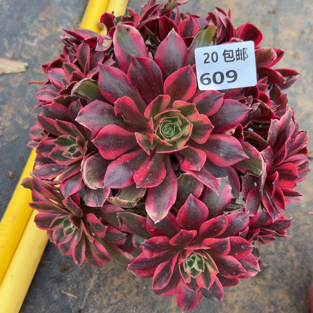 609女妖，满20包邮嘟叮熊