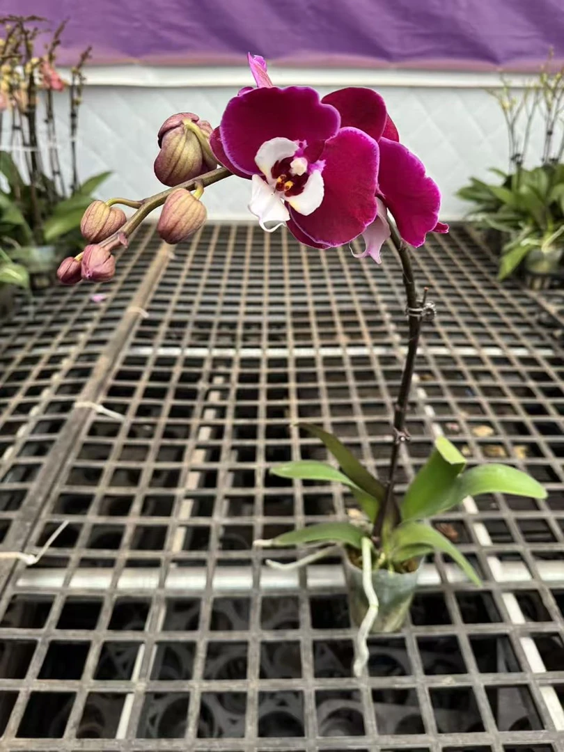 蝴蝶兰[米歇尔] （拍满5颗配盆）昆明直发