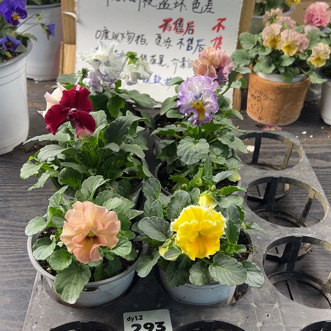 大部分花苞少量开放293号