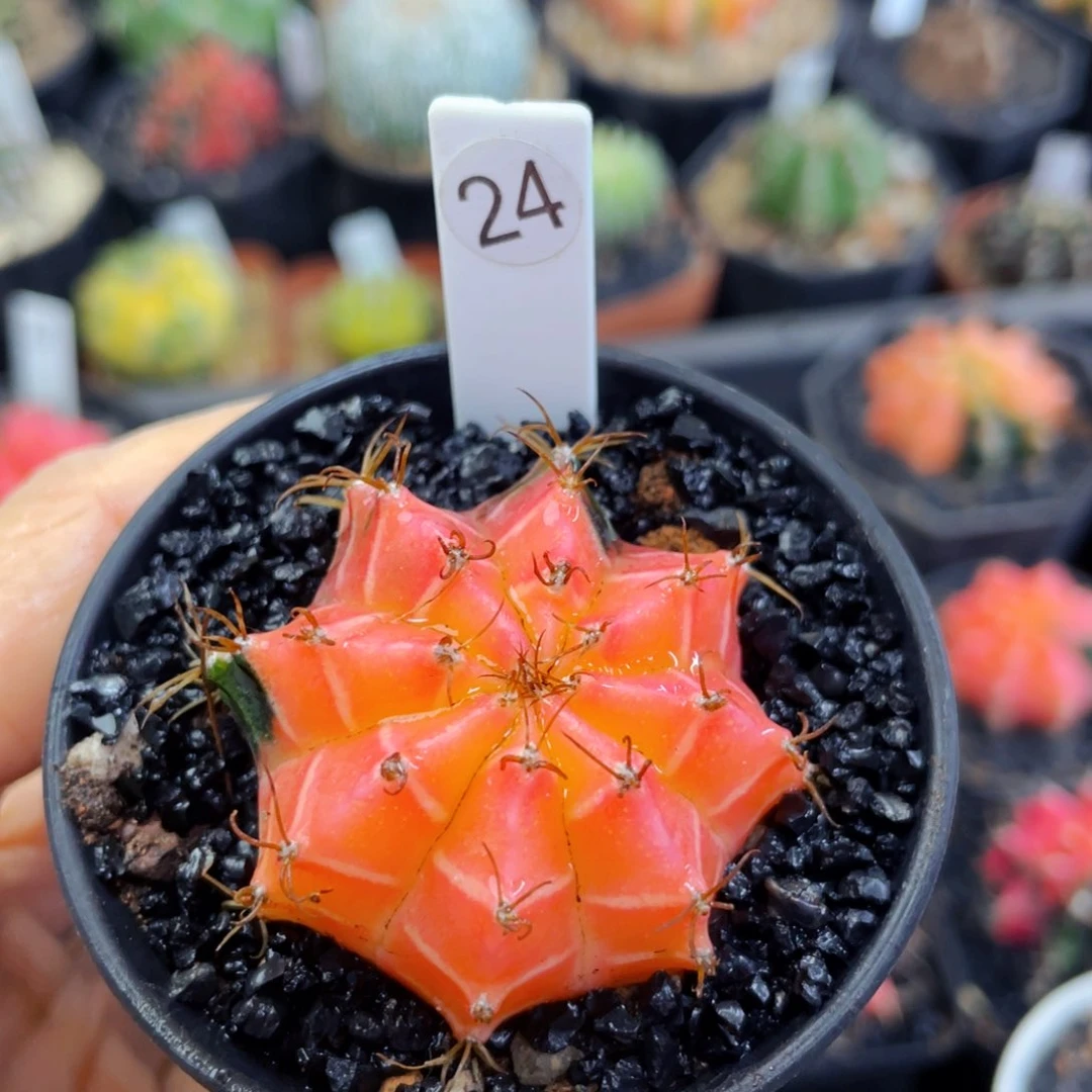 盆5公分满25包邮裸根发货