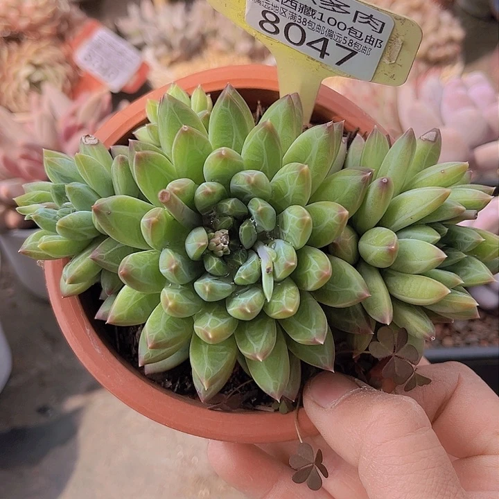 8047美人杂。