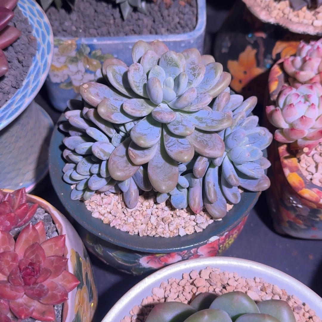 海妮亚 9头  一物一拍