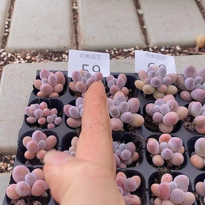 59-60 多肉植物盆栽花卉