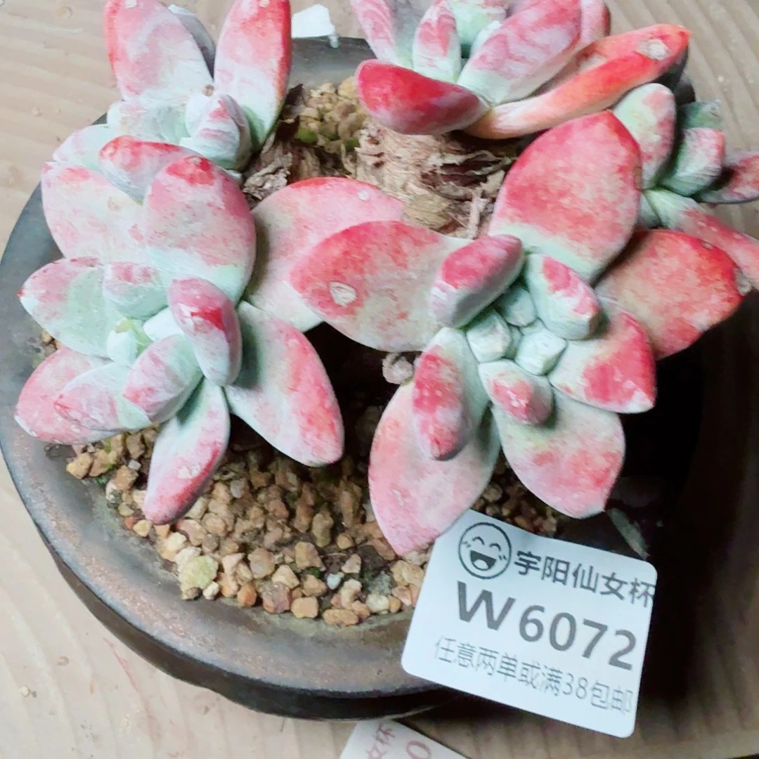 6072贝拉苹果叶多肉