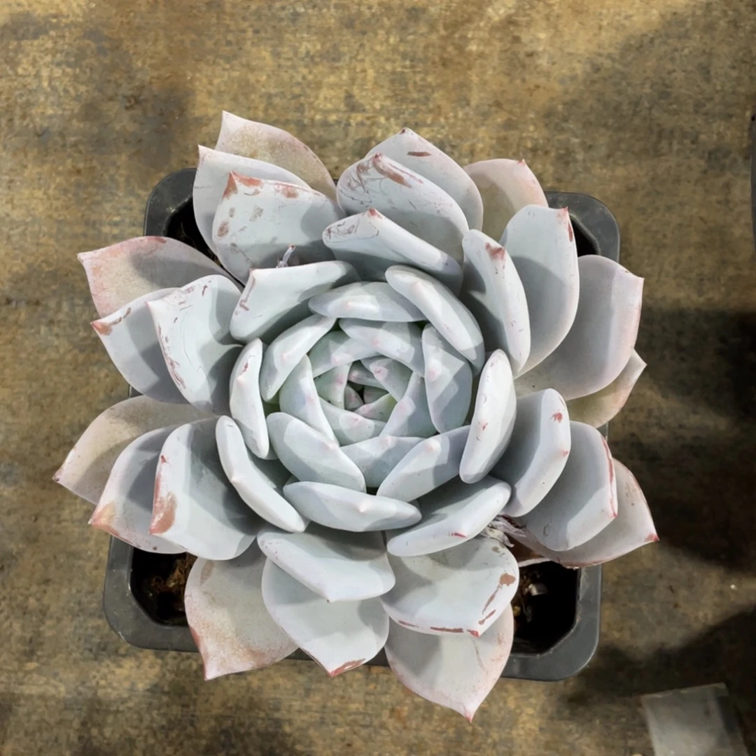 嫦娥冠幅15 公分一物一拍