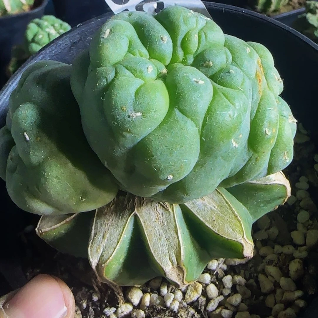 s***i毛缀958仙人球开花