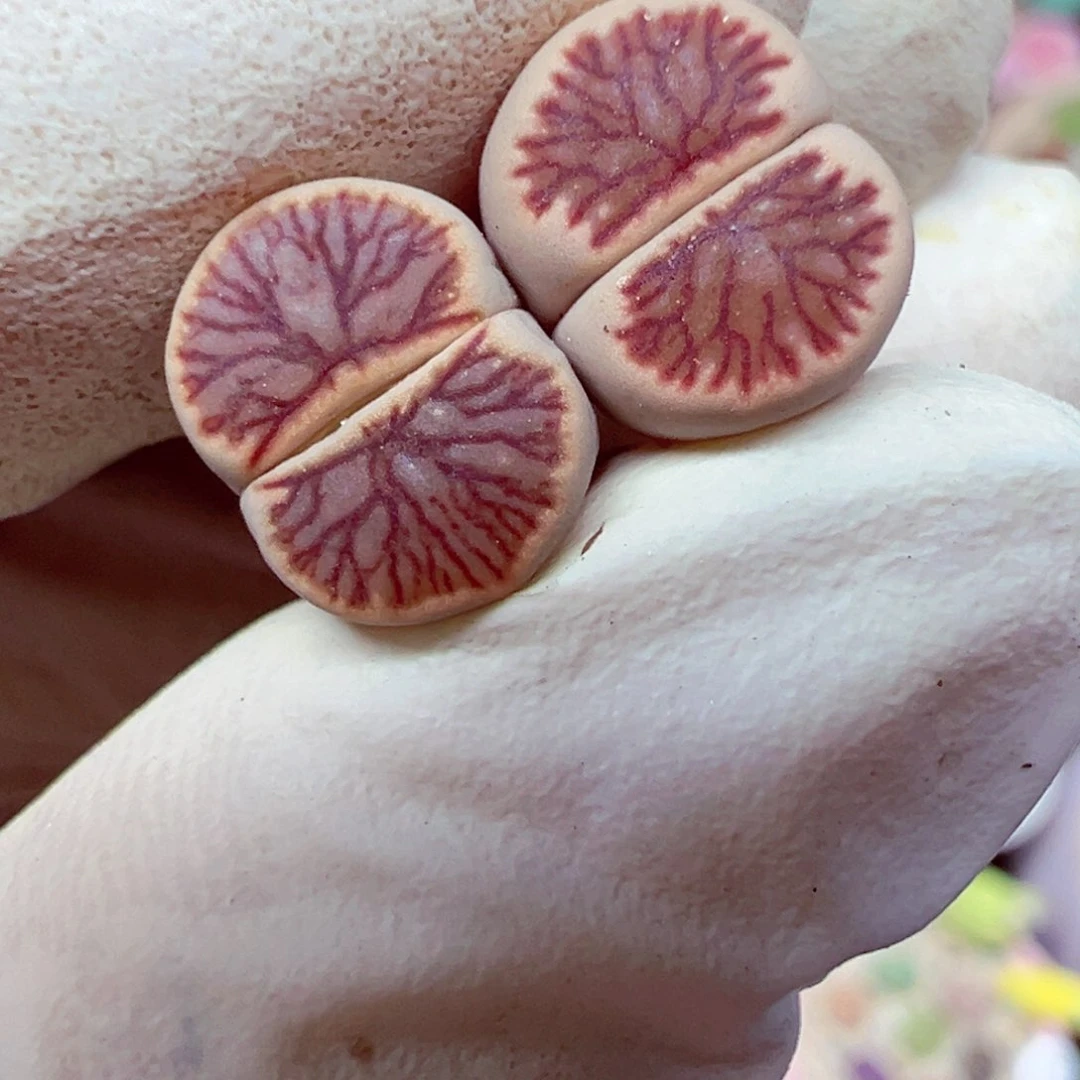 精致优秀的肉肉724-95