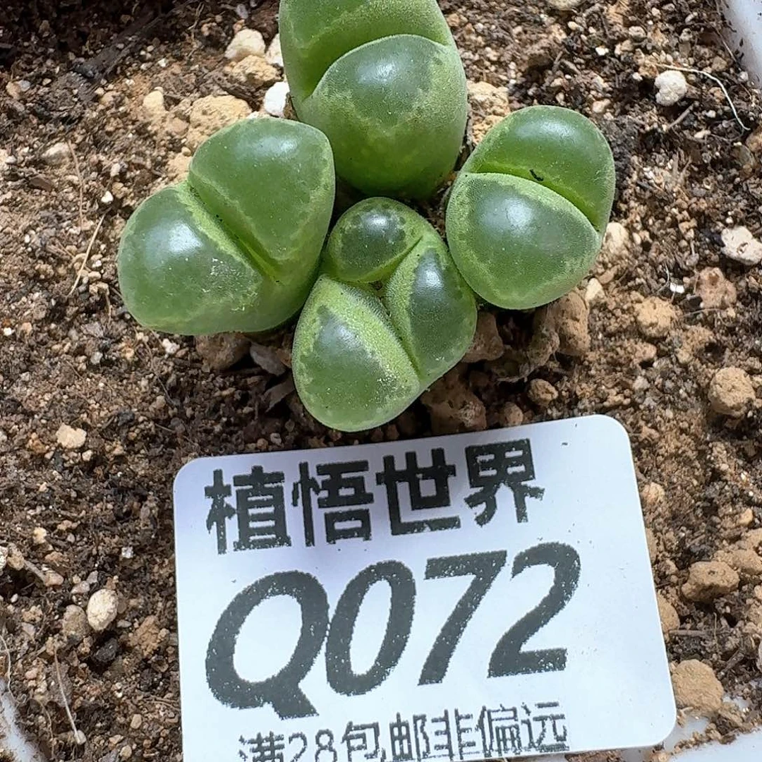 多肉植物的润泽风格