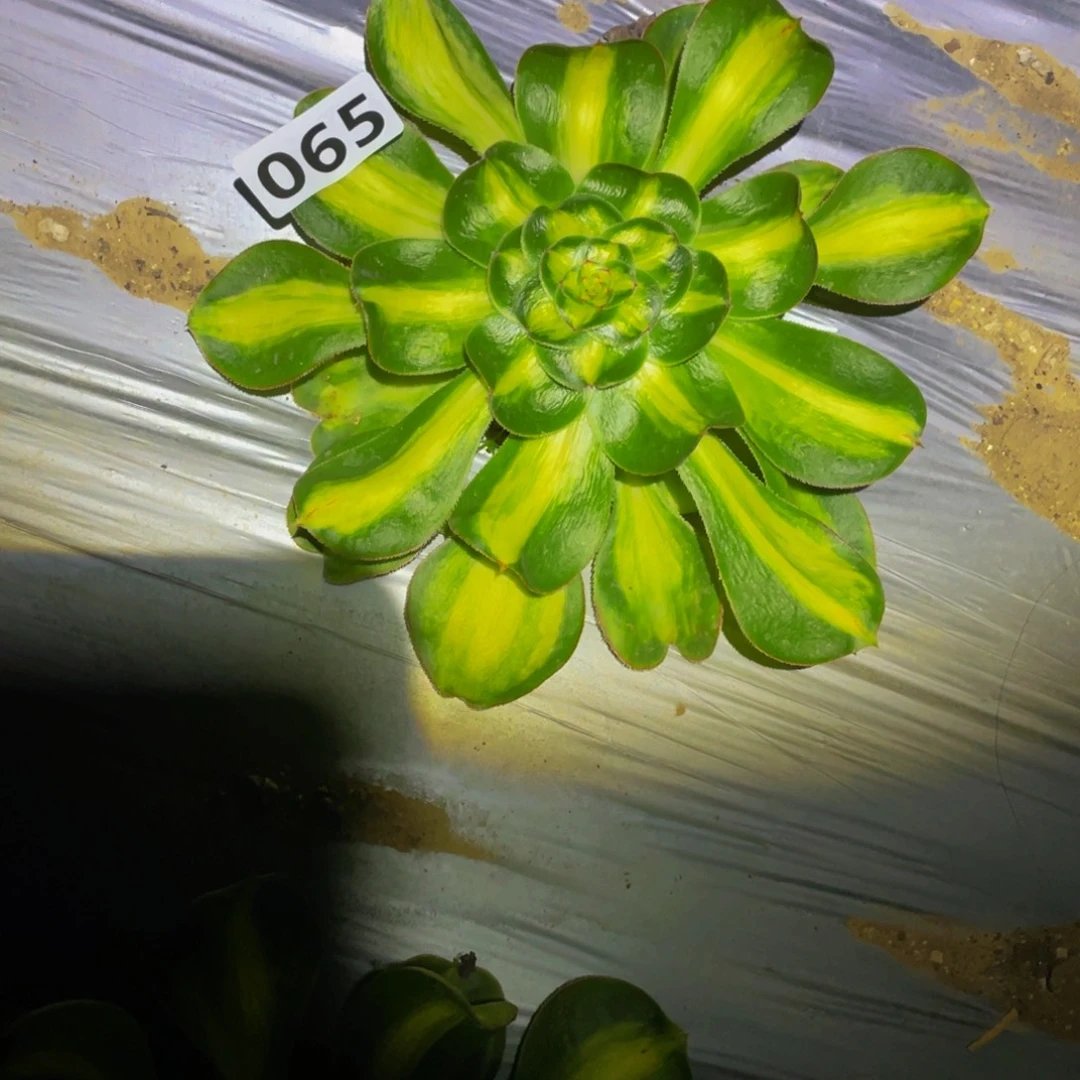 065暴君宽锦多肉植物