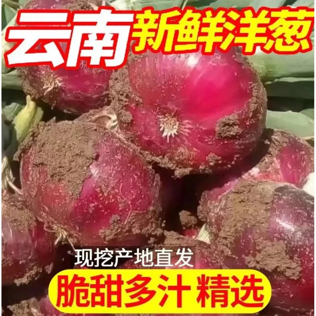 云南紫皮洋葱新鲜现挖现发微辣微甜脆爽多汁